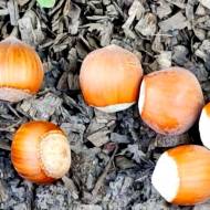 Саджанець Фундук Епсілон в контейнері